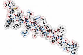 Le jeu des hormones, glucagon et incrétines, en cas d’insulinorésistance