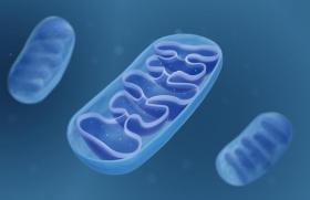 Dysfonction mitochondriale dans l’obésité : de la dysfonction cellulaire à celle de l’organe 